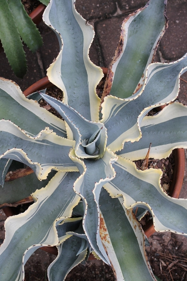 Image of Agave gypsophila ssp. pablocarrilloi 'Ivory Curls'|Juniper Level Botanic Gdn, NC|JLBG