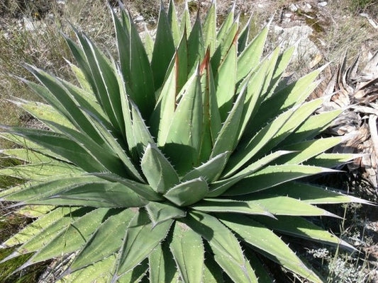 Image of Agave horrida ssp. perotensis Limon form|In Situ, Mexico|Kohres Kactus