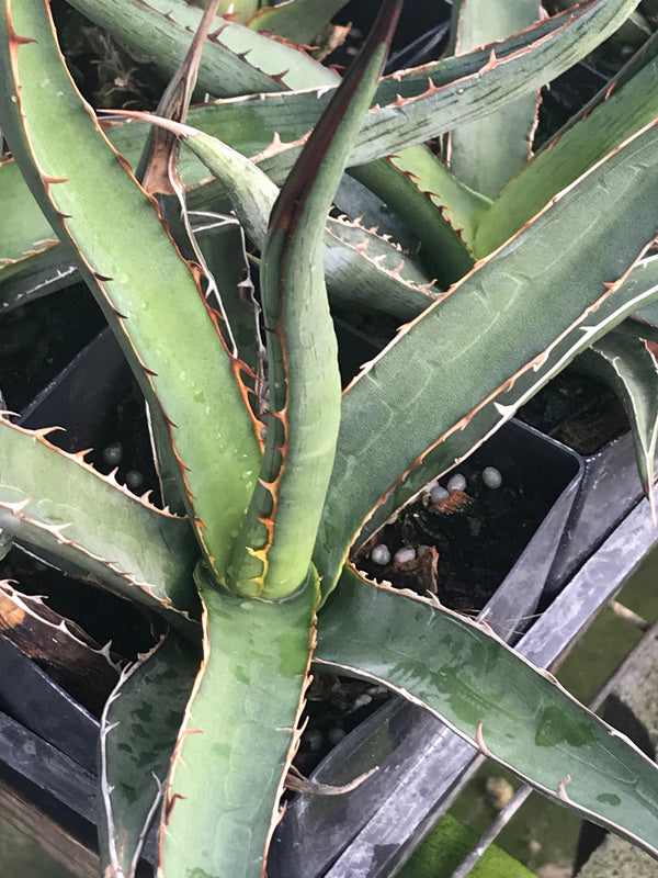 Image of Agave lechuguilla 'El Paso'|Juniper Level Botanic Gdn, NC|Chris Hardison