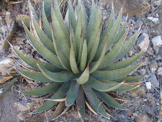 Image of Agave lechuguilla 'Franklin Mountain'||K. Seth