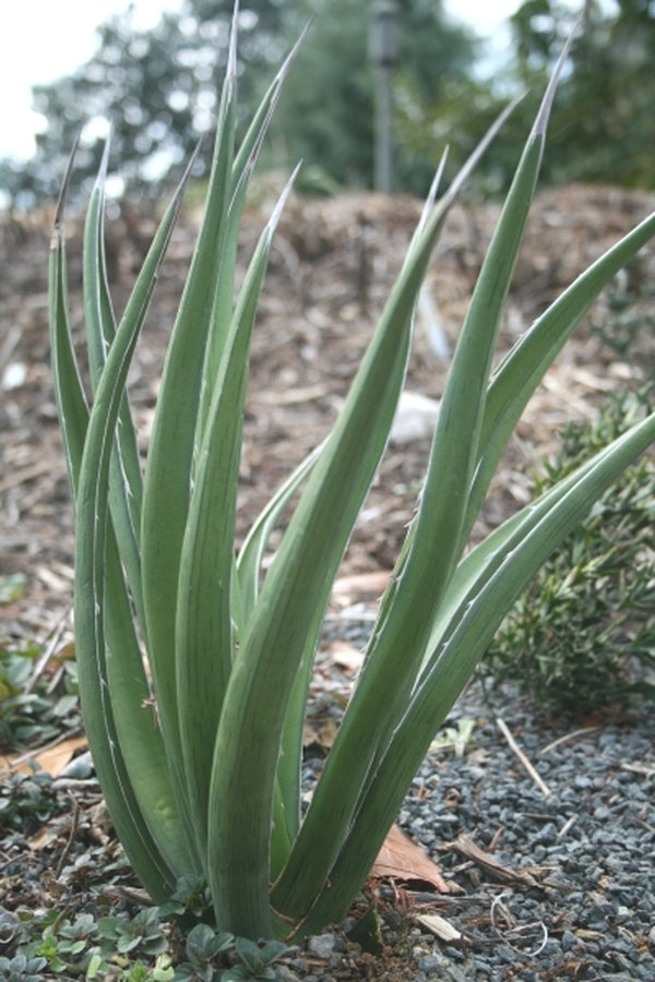 Image of Agave lechuguilla|Juniper Level Botanic Gdn, NC|JLBG