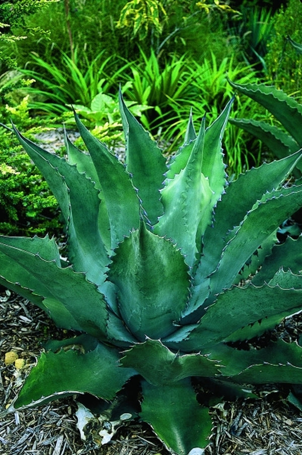Image of Agave macroculmis|Juniper Level Botanic Gdn, NC|JLBG