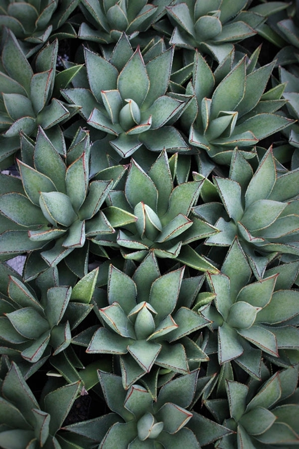 Image of Agave x mitiflora 'Aristocrat'