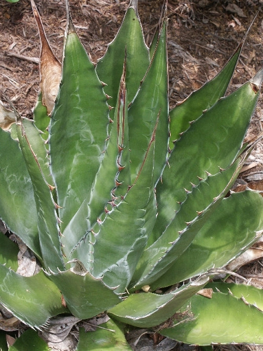 Image of Agave montana|Juniper Level Botanic Gdn, NC|JLBG