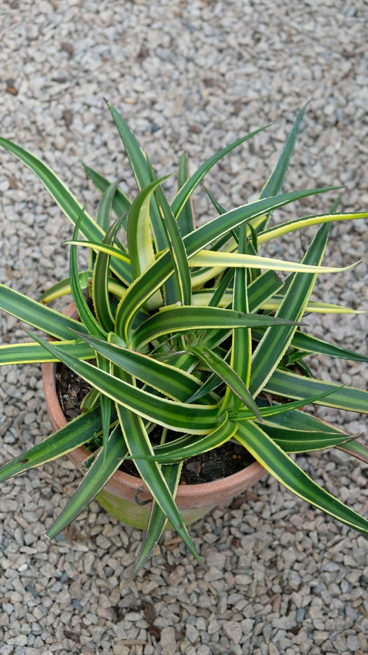Image of Agave nizandensis 'Double Stripe'|Juniper Level Botanic Gdn, NC|JLBG