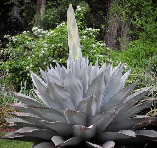 Image of Agave ovatifolia 'Blue Dreams'|M. Papay Gdn, NC|M.J. Papay