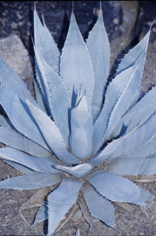 Image of Agave palmeri|Desert Botanic Gdn, AZ|