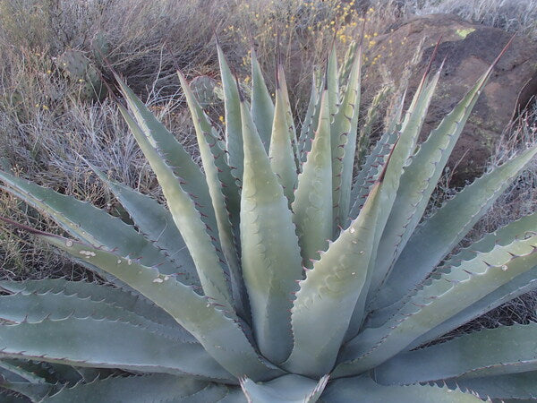 Image of Agave x parryantha 'Mazatzal'|Mazatzal Mtn., AZ|K. Seth
