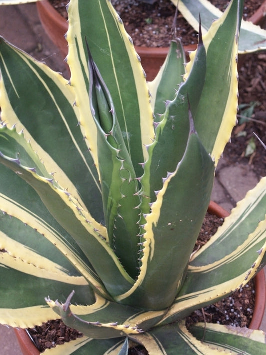 Image of Agave salmiana 'Butterfingers'taken at Juniper Level Botanic Gdn, NC by JLBG