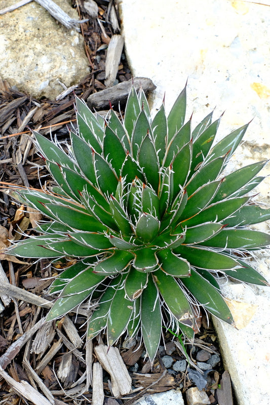 Image of Agave schidigera banded||