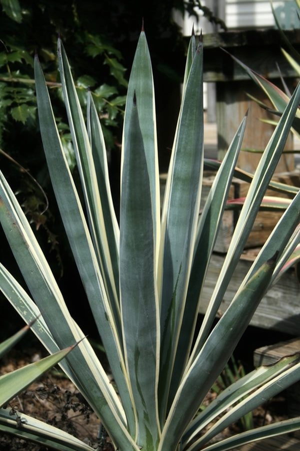 Image of Agave sisalana 'Marguerita Madness'||
