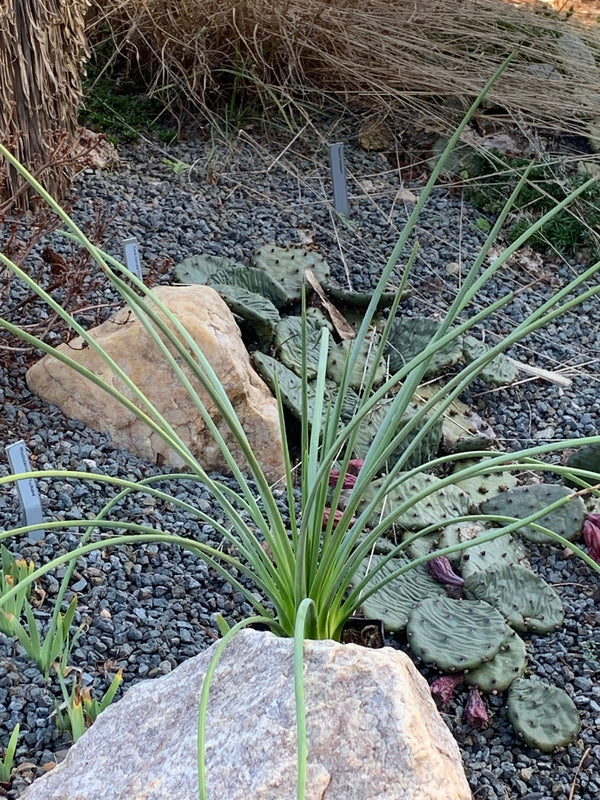Image of Agave striata var. striata |Juniper Level Botanic Gdn, NC|C. Hardison