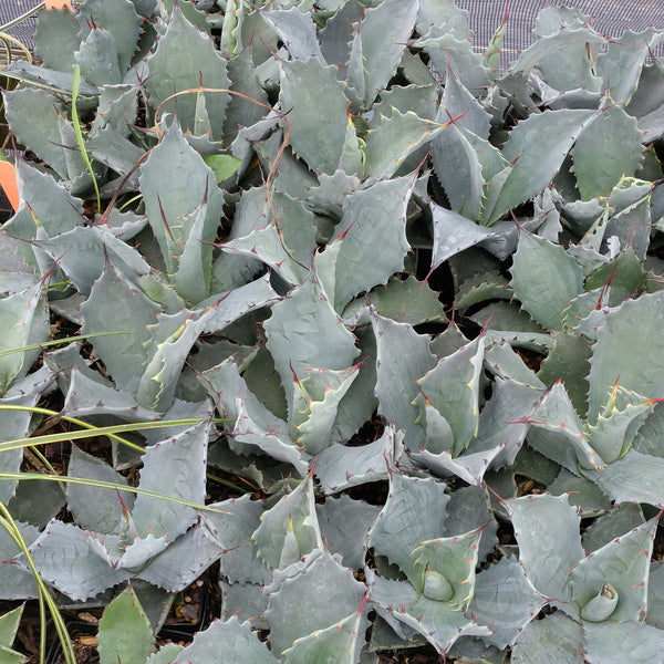 Image of Agave temacapulinensis|Juniper Level Botanic Gdn, NC|JLBG