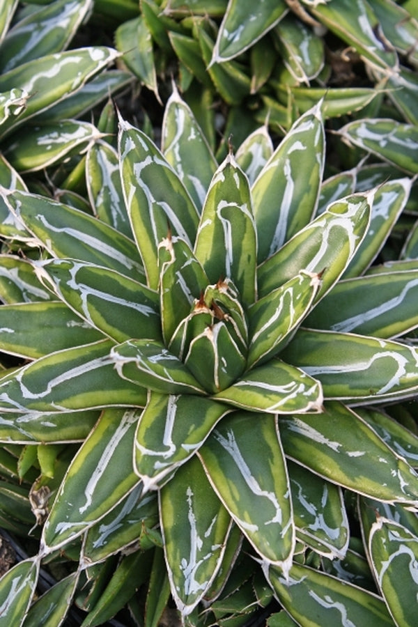 Image of Agave victoriae-reginae 'Ring of Gold'|Juniper Level Botanic Gdn, NC|JLBG