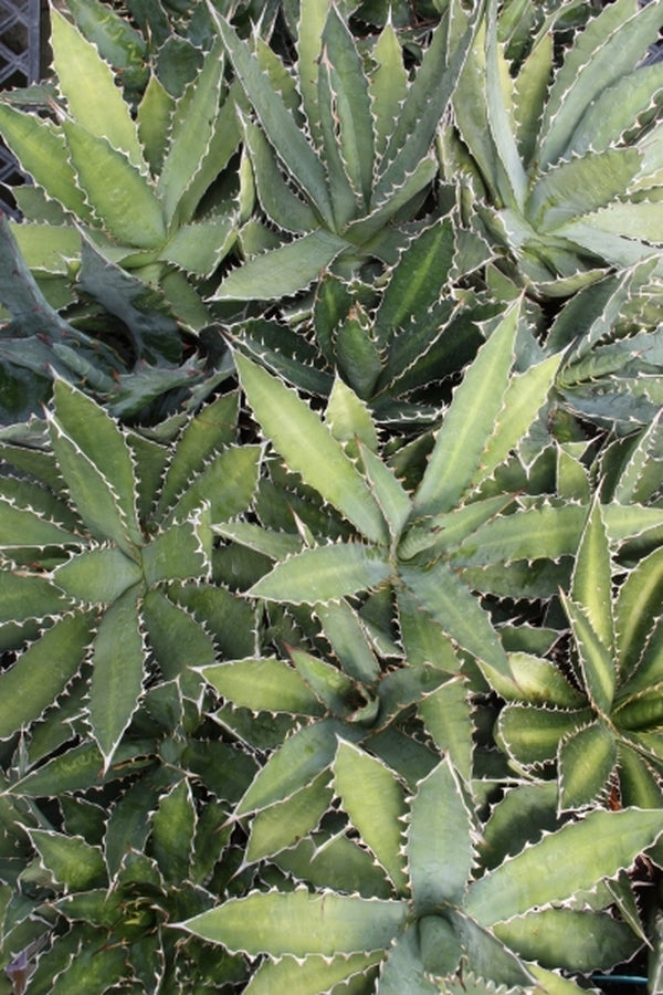 Image of Agave xylonacantha x lophantha|Juniper Level Botanic Gdn, NC|JLBG