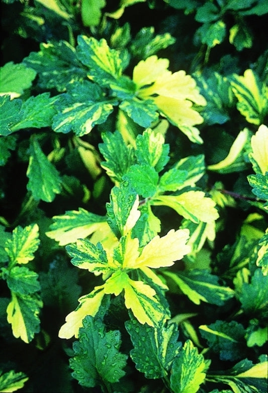 Image of Ajania pacifica 'Yellow Splash'|Juniper Level Botanic Gdn, NC|JLBG