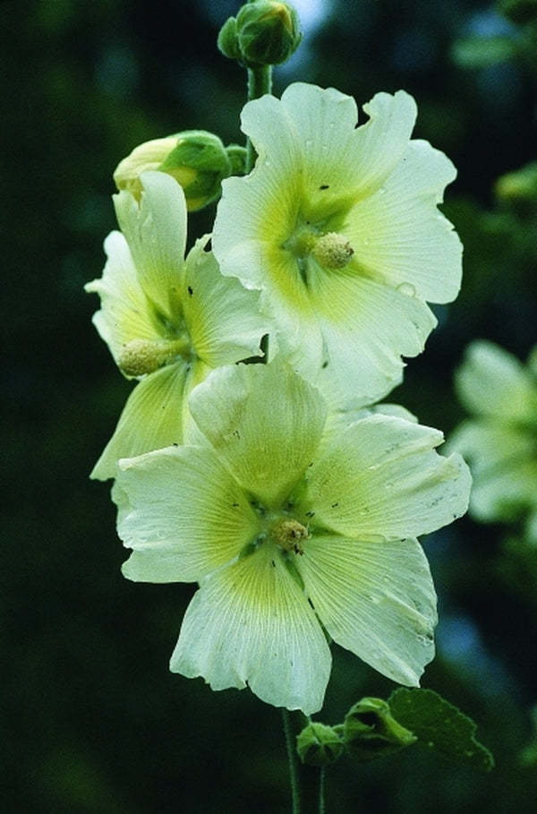 Image of Alcea sp. Giant|Juniper Level Botanic Gdn, NC|JLBG