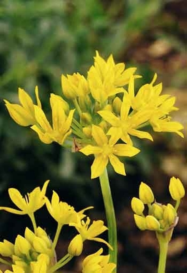 Image of Allium moly 'Jeannine'|Netherlands|Dix