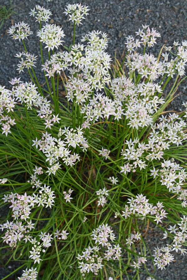 Image of Allium speculae 'Walton'||