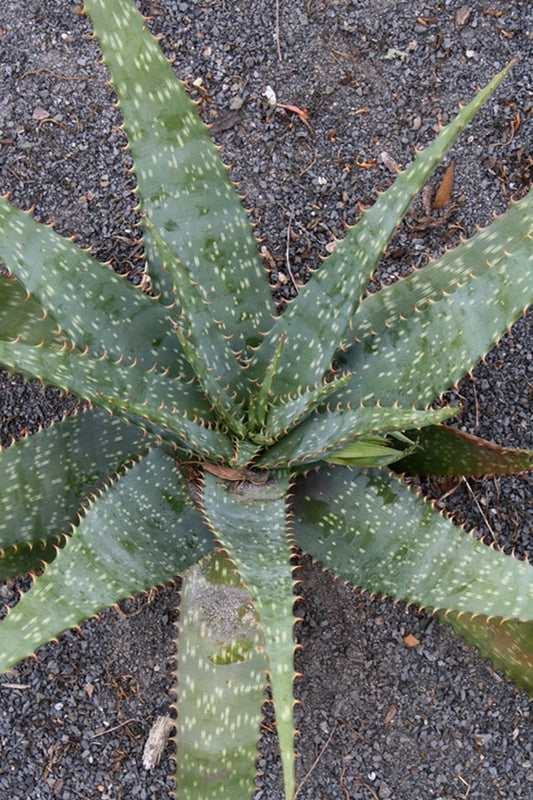 Image of Aloe fosteri||