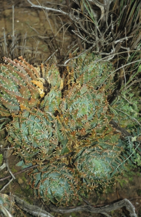 Image of Aloe humilis|Napier, South Africa|