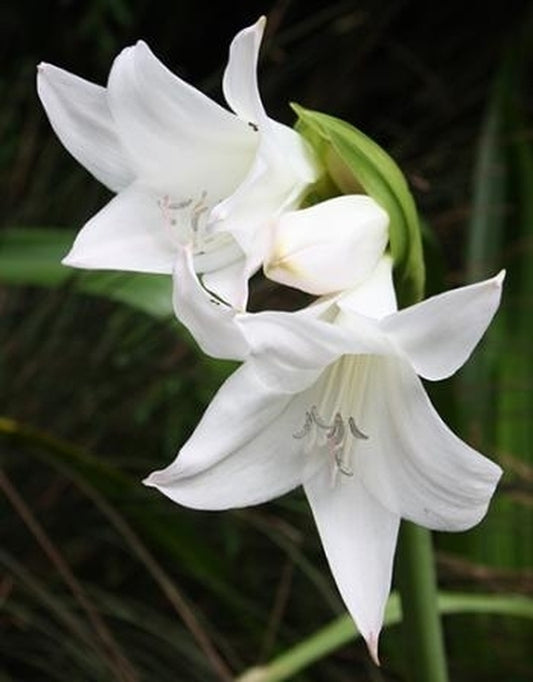 Image of Amarcrinum 'Born Free'|Juniper Level Botanic Gdn, NC|JLBG
