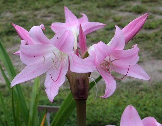 Image of Amarcrinum 'Hannibal's Pink'|Juniper Level Botanic Gdn, NC|JLBG
