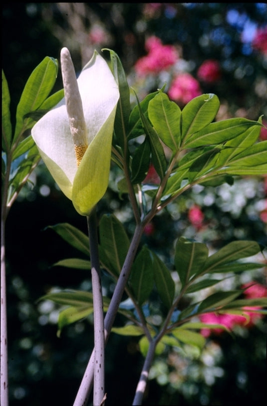 Image of Amorphophallus asterostigmatus|Juniper Level Botanic Gdn, NC|JLBG