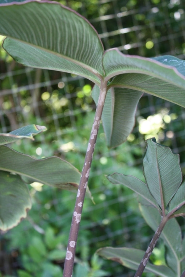 Image of Amorphophallus atroviridis 'Thai Hot Spot'||