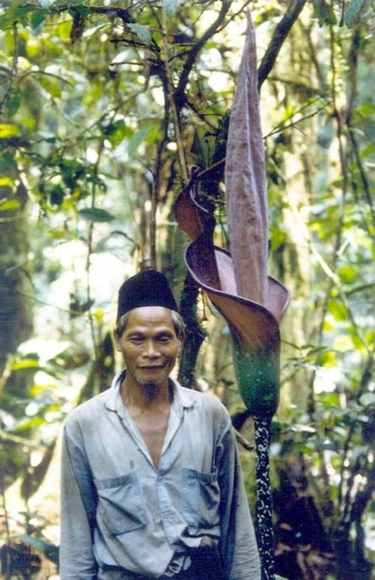 Image of Amorphophallus borneensis|In Situ|W. Hetterscheid
