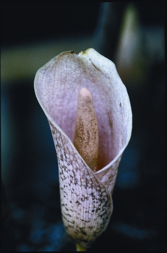 Image of Amorphophallus bulbifer|Juniper Level Botanic Gdn, NC|JLBG