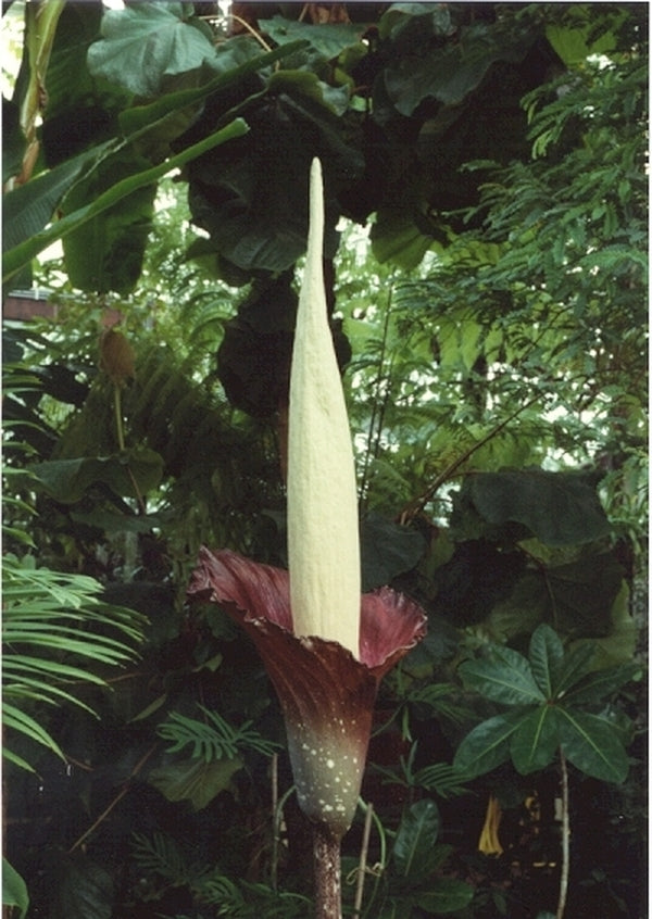 Image of Amorphophallus decus-silvae x variabilis|Holland|W. Hetterscheid