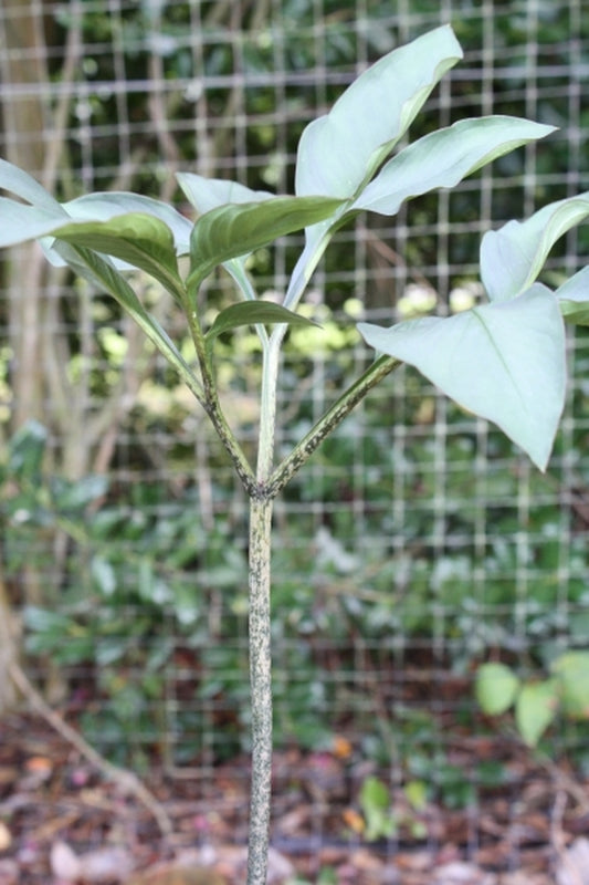 Image of Amorphophallus harmandii 'Lop Buri'|Juniper Level Botanic Gdn, NC|JLBG
