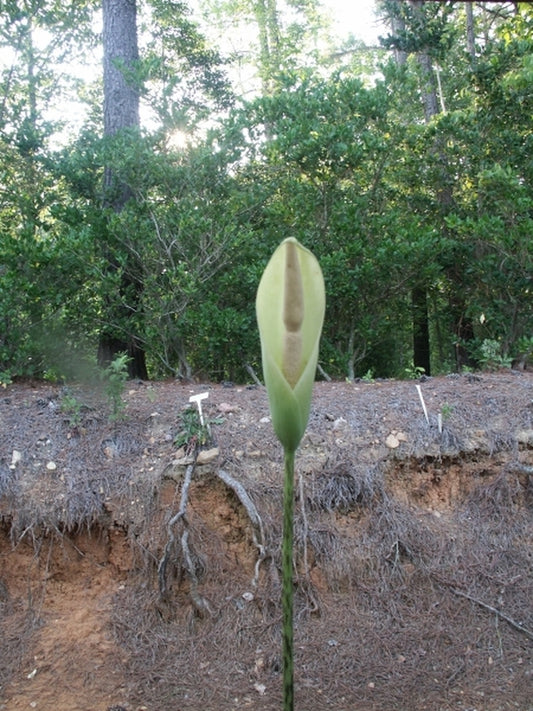 Image of Amorphophallus krausei Kew Form|Juniper Level Botanic Gdn, NC|JLBG
