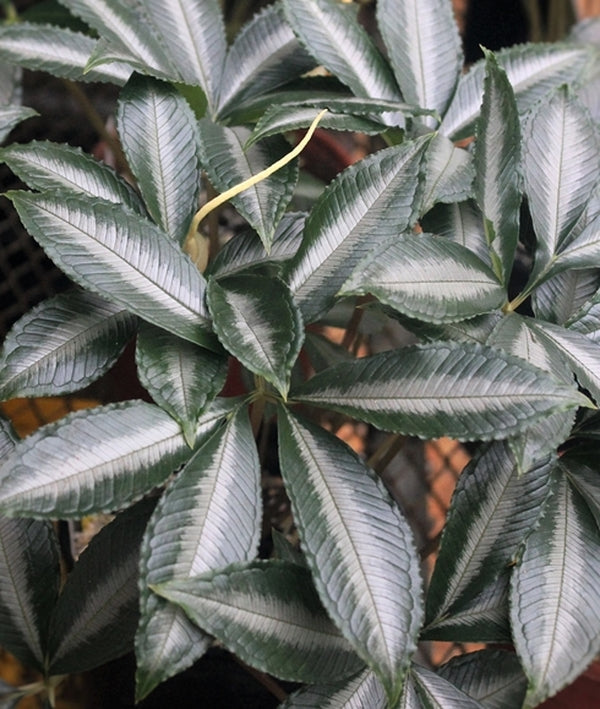 Image of Amorphophallus myosuroides 'Silver Saddle'|A. Galloway Gdn, NC|