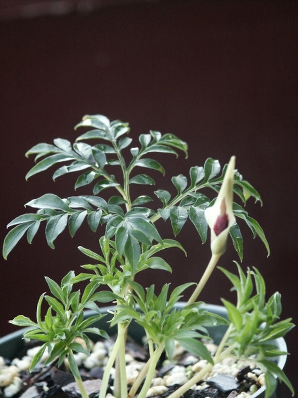 Image of Amorphophallus ongsakulii coll. #AGA-1534|Juniper Level Botanic Gdn, NC|JLBG