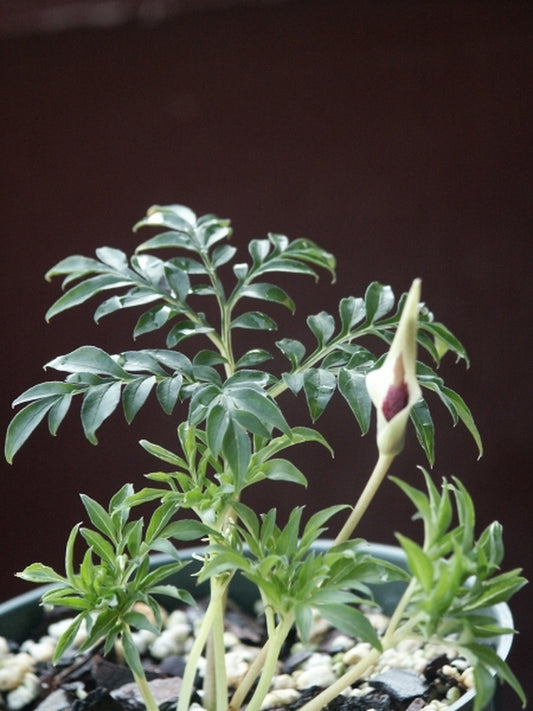 Image of Amorphophallus ongsakulii coll. #AGA-1534|Juniper Level Botanic Gdn, NC|JLBG
