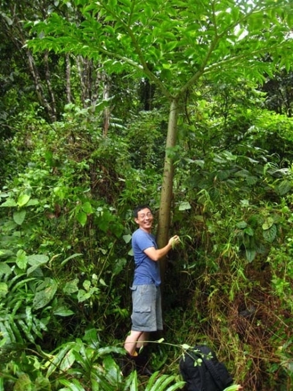 Image of Amorphophallus paeoniifolius 'Thailand Giant'|In Situ Thailand|A. Galloway