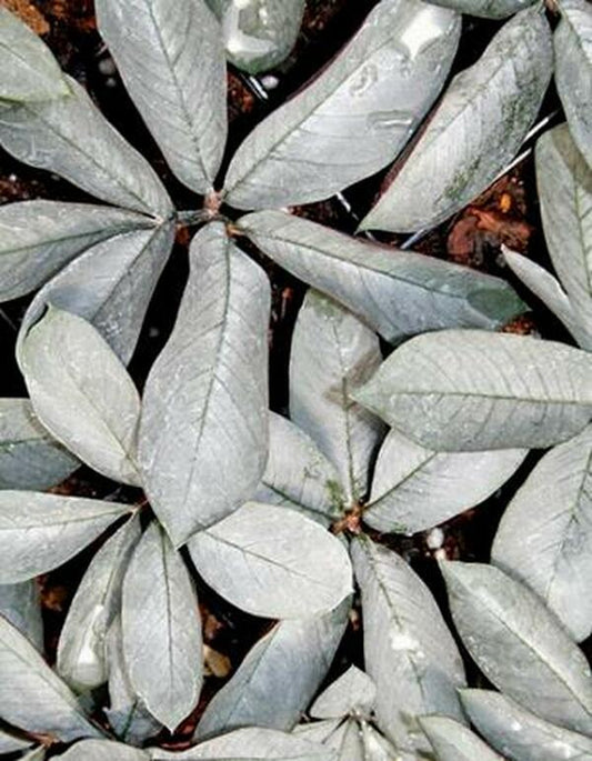 Image of Amorphophallus pygmaeus 'Pewter Pan'|Juniper Level Botanic Gdn, NC|JLBG
