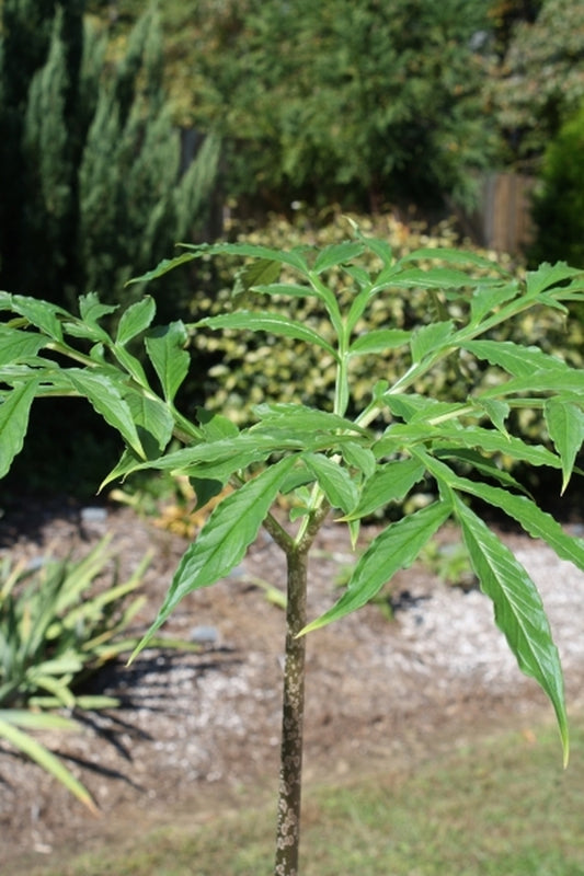 Image of Amorphophallus sylvaticus AGA-1498-01|A. Galloway Gdn, NC|