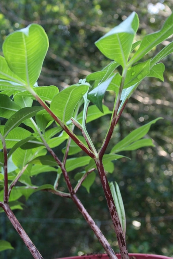 Image of Amorphophallus tenuispadix 'Marooney'|Juniper Level Botanic Gdn, NC|JLBG