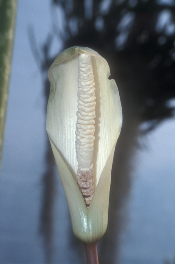 Image of Amorphophallus tenuispadix|Juniper Level Botanic Gdn, NC|JLBG