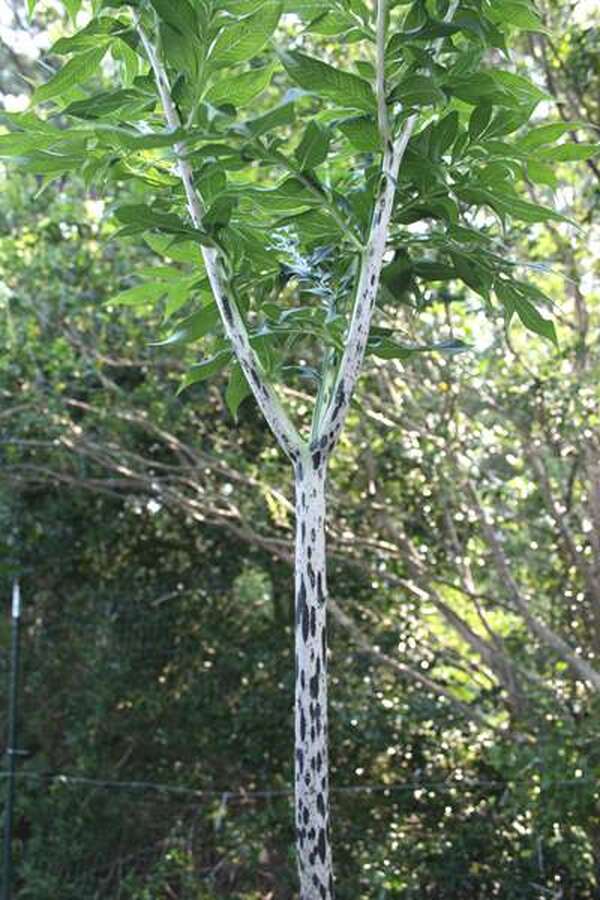 Image of Amorphophallus tenuistylis PDN#001||