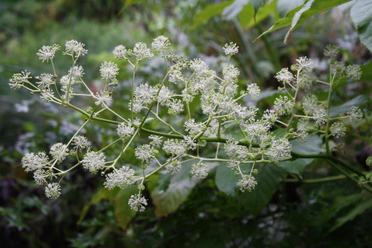 Image of Aralia californicataken at Juniper Level Botanic Gdn, NC by JLBG