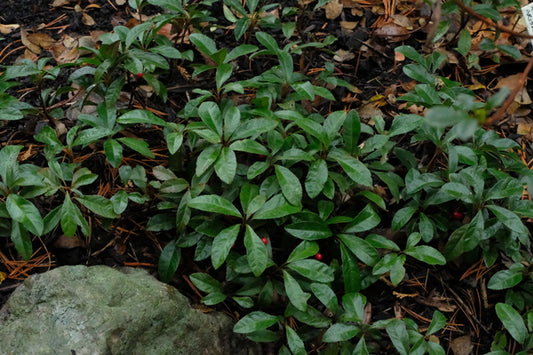 Image of Ardisia japonica 'Angyo Pixie'|Juniper Level Botanic Gdn, NC|JLBG