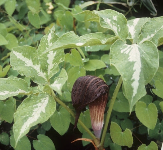 Image of Arisaema sazensoo Silver Center|Juniper Level Botanic Gdn, NC|JLBG