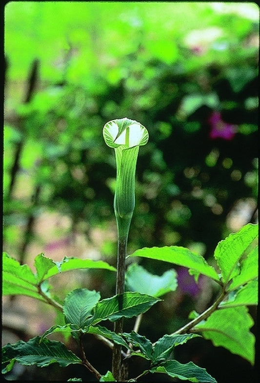 Image of Arisaema tashiroi|B. Yinger Gdn, PA|B. Yinger
