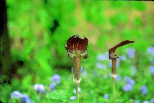 Image of Arisaema ternatipartitum|B. Yinger Gdn, PA|B. Yinger