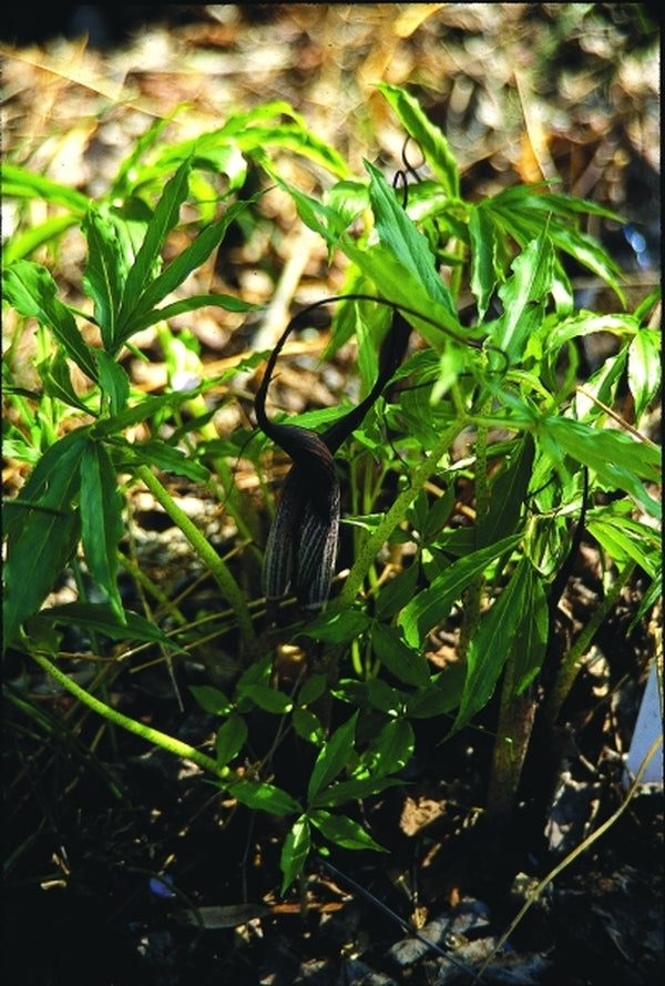 Image of Arisarum proboscideum|O. Johnson Gdn, GA|