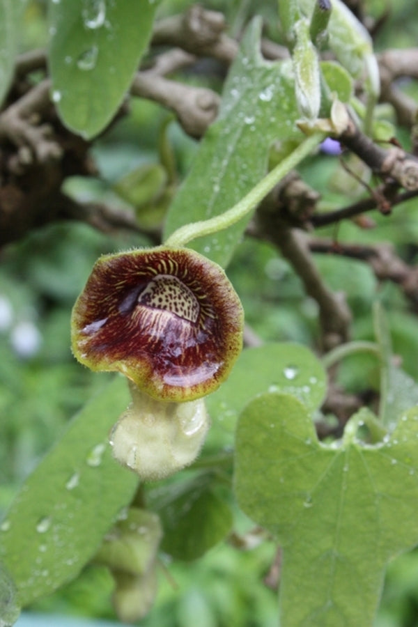 Image of Aristolochia debilis|O. Johnson Gdn, GA|